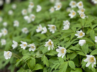 white flowers in the garden