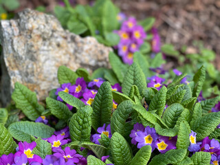 purple and yellow flowers