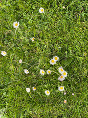 daisies in a meadow
