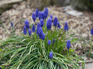 flowers in the field