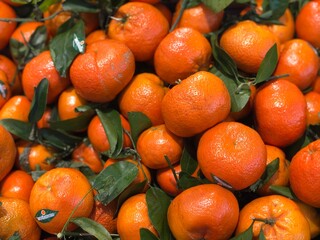 oranges on the vine