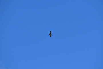 Buteo buzzard (rough-legged hawk) in the blue sky, Coventry, England, UK