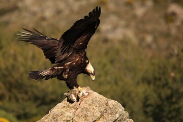 Spanish imperial eagle (Aquila adalberti), also known as the Iberian imperial eagle, Spanish or Adalbert's eagle feeding with a death rabbit. - obrazy, fototapety, plakaty