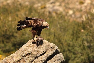 Spanish imperial eagle (Aquila adalberti), also known as the Iberian imperial eagle, Spanish or Adalbert's eagle feeding with a death rabbit.
