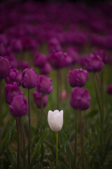 Obraz premium Beautiful tulips, a symbol of spring. Spring. April. 