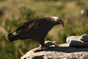 Fototapeta premium Spanish imperial eagle (Aquila adalberti), also known as the Iberian imperial eagle, Spanish or Adalbert's eagle feeding with a death rabbit.