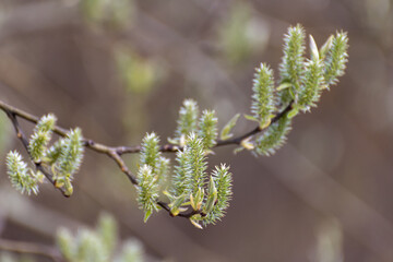 The sprig of a blooming willow large