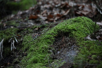 moss on the rock