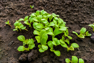 Young green salad leaves growth on garden bed closeup in spring day. Lettuce seedlings