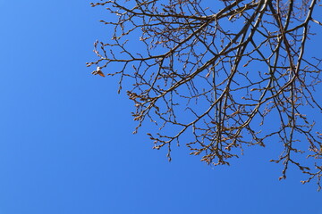 Close up of branch from at tree. Spring time, start of blossom. Nice sunny weahter outside. Close up. Clear blue sky, no clouds. Copy space for extra text. Stockholm, Sweden.