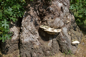 Conk Fungi Growing on an Old Oak Tree