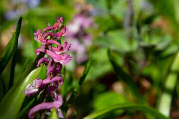 Close up of purple blossom of hollowroot fumewort with copy space, also called Corydalis cava or Lerchensporn