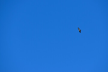 Naklejka na ściany i meble Buteo buzzard (rough-legged hawk) in the blue sky, Coventry, England, UK