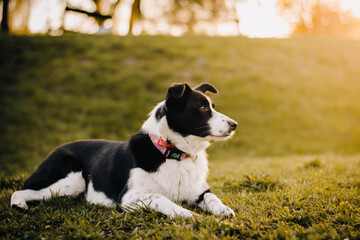 Black and white border collie dog laying on grass with beautiful sun light during golden hour