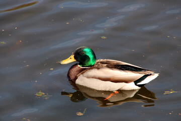 duck in the water