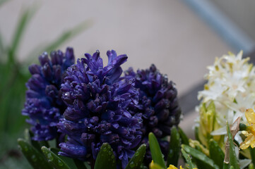 a hyacinth flower on a rainy day