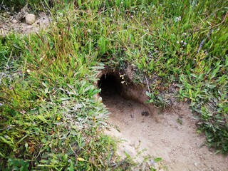 Naklejka na ściany i meble Rabbit hole in the countryside