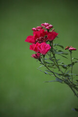 plants in the garden2