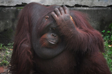 orangutans eating at the zoo, Surabaya city. (Sunday, 7 November 2015) © gholib