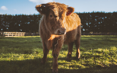HIghland Cow in paddock