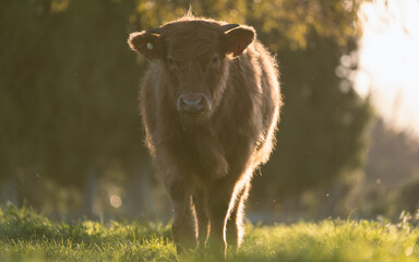 calf in the meadow