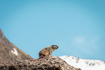 Marmota pirenaica, Valles Occidentales,Huesca.