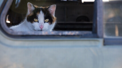 Kot siedzący we wraku starego samochodu - obrazy, fototapety, plakaty
