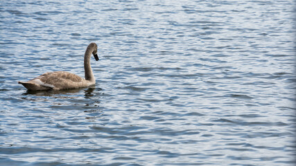 łabędź na jeziorze © Andrzej Michaluk