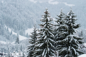 Inverno, alberi ricoperti di neve in montagna. Primo piano sulle punte di pini innevati.