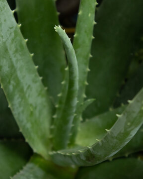 Sabila Aloe Vera