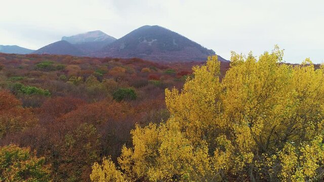 Flying over trees and forest yellowing in autumn