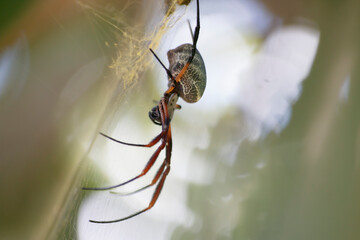 Arachnid Elegance: Capturing a Spider in its Web