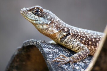 Sunbathing Sentinel: A Lizard in its Natural Habitat
