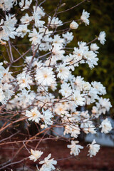 Magnolia flowers on bokeh backgrounds.