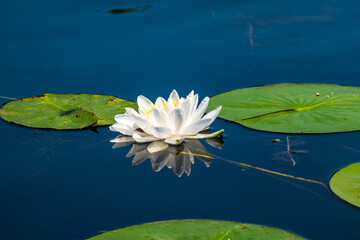 Water lily flower (Nymphaeaceae ) floating  at the bird sanctuary on the Toronto Islands.