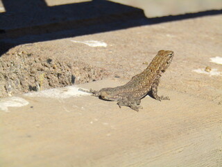 wester United Stated dessert lizard 