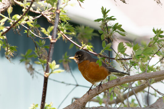 American Robin in tree against blurred background on sunny day.