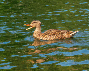 A female mallard duck (platyrhynchos, anas) swimming on the Toronto Islands (profile).