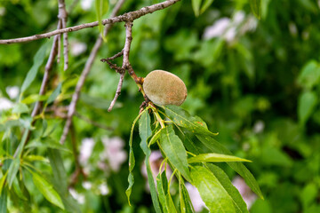 Fruto de Prunus dulcis pertenece a la familia Rosaceae
