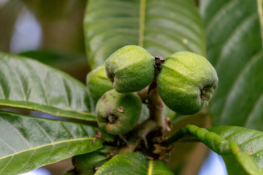 Fruto de Eriobotrya japonica pertenece a la familia Rosaceae