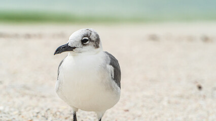 Fototapeta na wymiar Laughing Gull standing on top of a sandy beach close up along shore