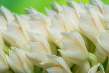 Bouquet White Dendrobium secundum, Epidendroideae flower over green nature background. Macro bloom...