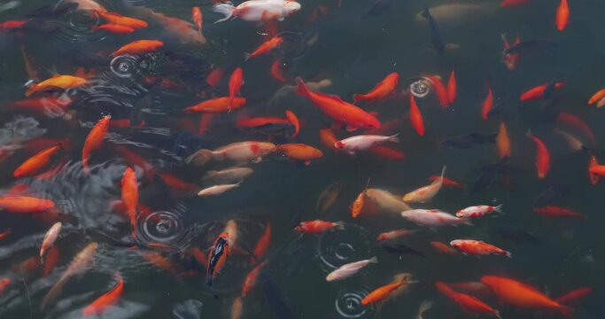 Japanese Koi fish imn a pond