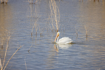 Close up shot of a Pelican swimming in the lake