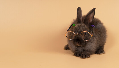 Easter holiday and education animal concept. Adorable little fluffy rabbit bunny wear eyeglasses while sitting over isolated pastel yellow background. Funny newborn brown bunny with glasses.