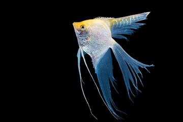 Beautiful silver white and yellow skalar or scalare or angelfish long tail swim over isolated black background. Hobby aquarium fish animal concept. - obrazy, fototapety, plakaty