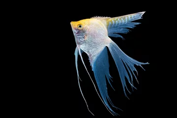 Foto op Canvas Beautiful silver white and yellow skalar or scalare or angelfish long tail swim over isolated black background. Hobby aquarium fish animal concept. © kaew6566