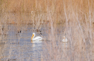 Close up shot of a Pelican swimming in the lake