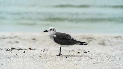 Laughing Gull standing on top of a sandy beach close up along shore