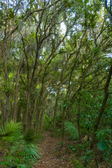 Obraz premium path in the forest